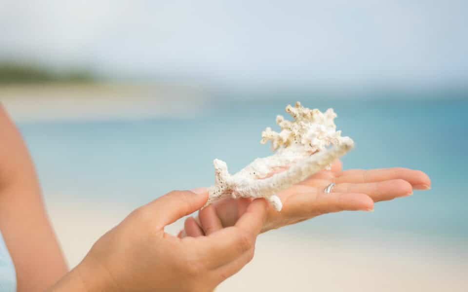 Coral in my hand -Mauritius holiday