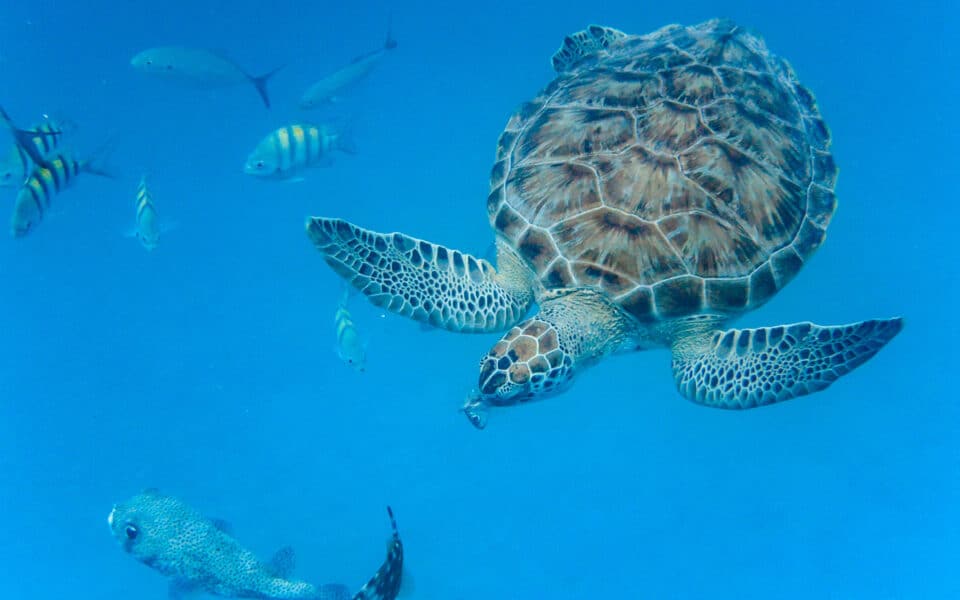 Green Sea Turtle in Barbados