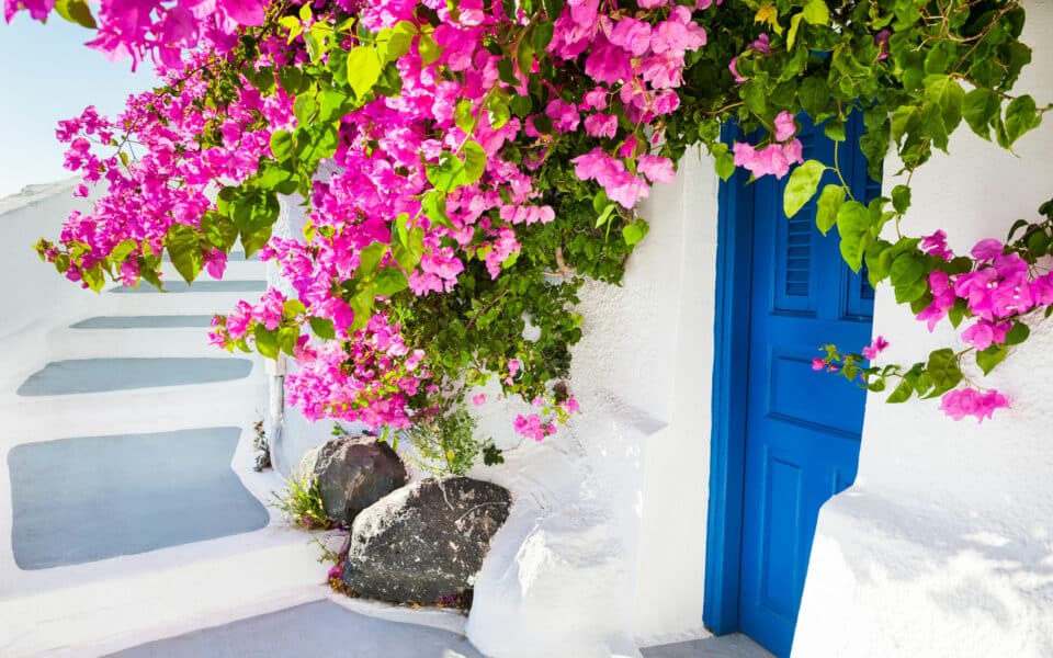 White architecture and pink flowers Santorini island