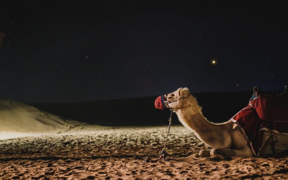 Camel Dubai Desert at Night