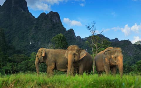 Elephant Hills Chiang Mai